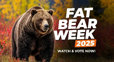Kodiak brown bear in Alaskan habitat for Fat Bear Week 2025, highlighting size and health in autumn scenery
